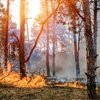 Tips for Staying Healthy During Wildfire Season